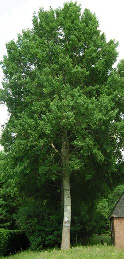 POPULUS fam. Salicaceae POPULUS fam. Salicaceae P Populier, Peppel De Populier is de snelstgroeiende pionierhoutsoort in ons land.
