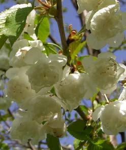 PRUNUS fam. Rosaceae avium Plena Groei als de soort, 12-15 m hoog. Rijkbloeiend met dubbele, witte bloemen, begin mei. Geen vruchten. Oranje-gele herfstverkleuring.