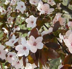 Parkboom, eventueel ook laanboom op open bermen, ook op kleigrond. PRUNUS fam. Rosaceae gondouinii Schnee (syn.