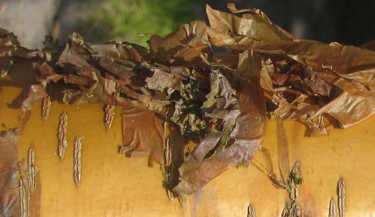 PRUNUS fam. Rosaceae maackii Amber Beauty Goed groeiende vorm van de soort met heldergroene bladeren. Breed opgaande, gesloten kroon. Hoogte 8-12 m. Bloei als van de soort.