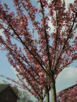 schmittii Deze snel groeiende, smalle, kegelvormige boom is geschikt voor openbaar plantsoen. Hoogte 10 m. Verdraagt ook de verharding goed en behoeft geen of weinig snoei.