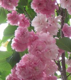 Rosaceae serrulata Fugenzo (syn. Prunus serrulata Jas. H. Veitch ) Een mooie, laatbloeiende cultivar. Bloeit mooi roze, half dubbel met tamelijk grote plat-open bloemen in langgesteelde trossen.