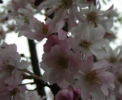 serrulata Shirofugen PRUNUS fam. Rosaceae Spire (syn. Prunus hillieri Spire ) Kleine, zuilvormige boom tot 7 m hoog en 2 m breed. Rechtopgaande takken. Bloeit zeer vroeg met roze, enkele bloempjes.