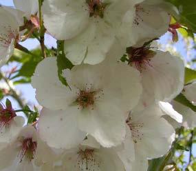 Tamelijk smalle, opgaande boom met wat naar buiten buigende takken. Hoogte 8-10 m. Bloeit met schotelvormige, enkele bloemen, wit met roze rand, 2 bijeen. Groeit krachtig. Mooie parkboom.