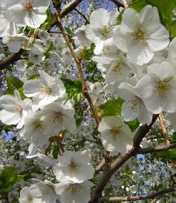 Umineko De Prunus Umineko is een smalle zuilvormige sierkers die uitermate geschikt is als laanboom.