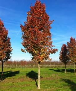 Na de bloei verschijnen soms kleine, bruine, maar niet eetbare vruchten. P Het is een boom uit een meer dan dertig soorten tellend geslacht. Deze boom groeit met een vaasvormig opgaande kroon.