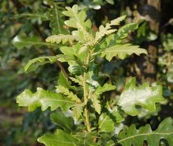 castaneifolia Kastanjebladige eik Inheems in Zuid-Rusland en Iran. Vormt een grote boom. Hoogte 25-30 m, breedte 20-25 m.