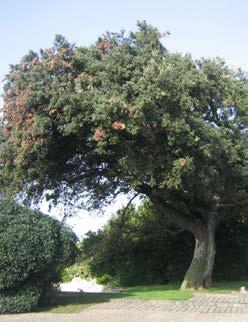 QUERCUS fam. Fagaceae ellipsoidalis Een boom uit het noordoosten van de USA. Hoogte 15-18 m. Lijkt zeer veel op Quercus palustris, vandaar dat hij ook Northern Pin Oak genoemd word.