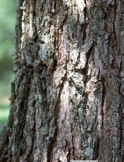 Fraaie parkboom en zeer goede laan- en straatboom op vochthoudende grond. Groeit als laanboom in stedelijke gebieden vaak beter dan Quercus robur. Zeer windvast. frainetto Trump QUERCUS fam.