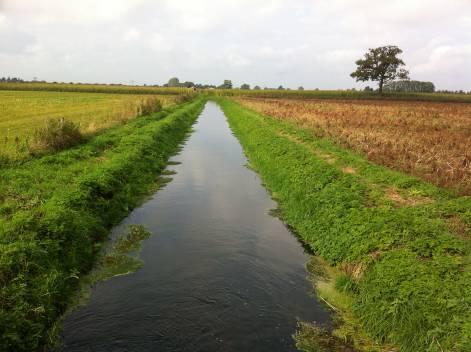 Het dominante type van dit waterlichaam is gebufferde zoete sloot (M1a-specifiek). De Biezenloop is niet vrij optrekbaar. Ze ontvangt inlaatwater vanuit de Zuid- Willemsvaart.