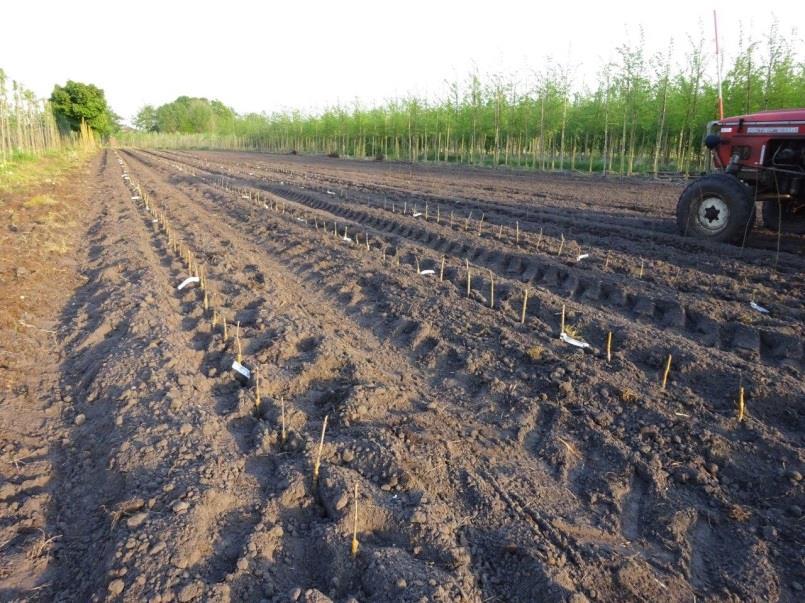 Proefveld (voorjaar 2016) 1114 planten