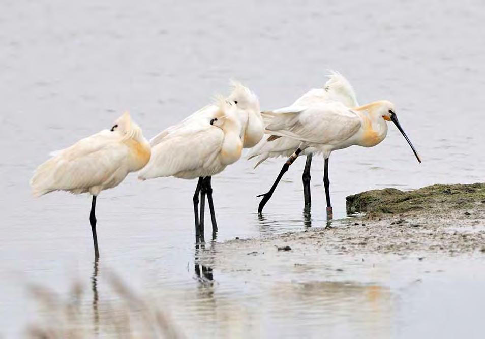 10 Rotonde kaart Op de rotonde slaat u rechtsaf, dit is de Strandweg. Als u bij de rotonde linksaf gaat komt u bij onze natuurgebieden ten noorden van het Zuidlaardermeer.