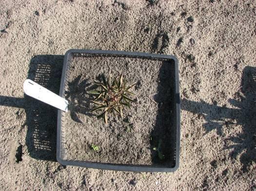 Bij locatie Klei 1 zijn de planten in de grond waar eerder pioenen hebben gestaan, korter dan in verse grond.