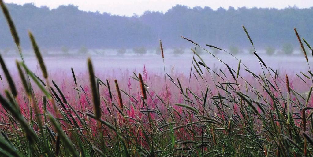 wat is natuur begraven? Natuurbegraven betekent letterlijk begraven in de vrije natuur.