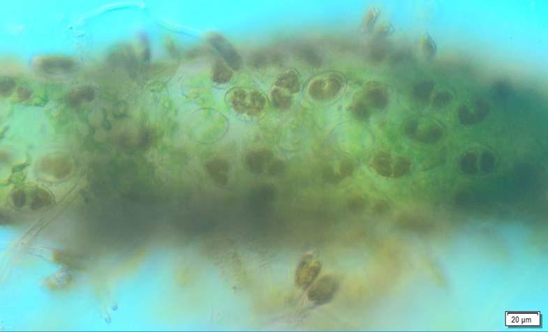 Vreemd genoeg zijn deze algen alleen massaal in de vistrap bij Maurik aangetroffen in het voorjaar.