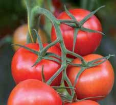 De beste tomatenrassen onder belichting Wanneer u tomaten teelt onder belichting stelt u hoge eisen aan de plant. Niet elk ras is geschikt voor de belichte teelt.