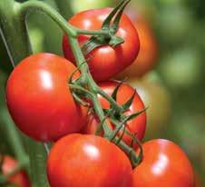 Om u te helpen tot een juiste keuze te komen, informeren wij u met dit overzicht van ons uitgebreide assortiment tomaten die, in combinatie met de juiste onderstam, u een succesvolle teelt met het