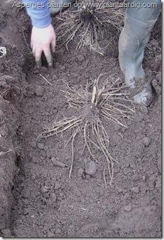 Dan worden de wortels tot en met de koppen van de plant met een laagje grond tussen de 5 en 10 cm afgedekt.