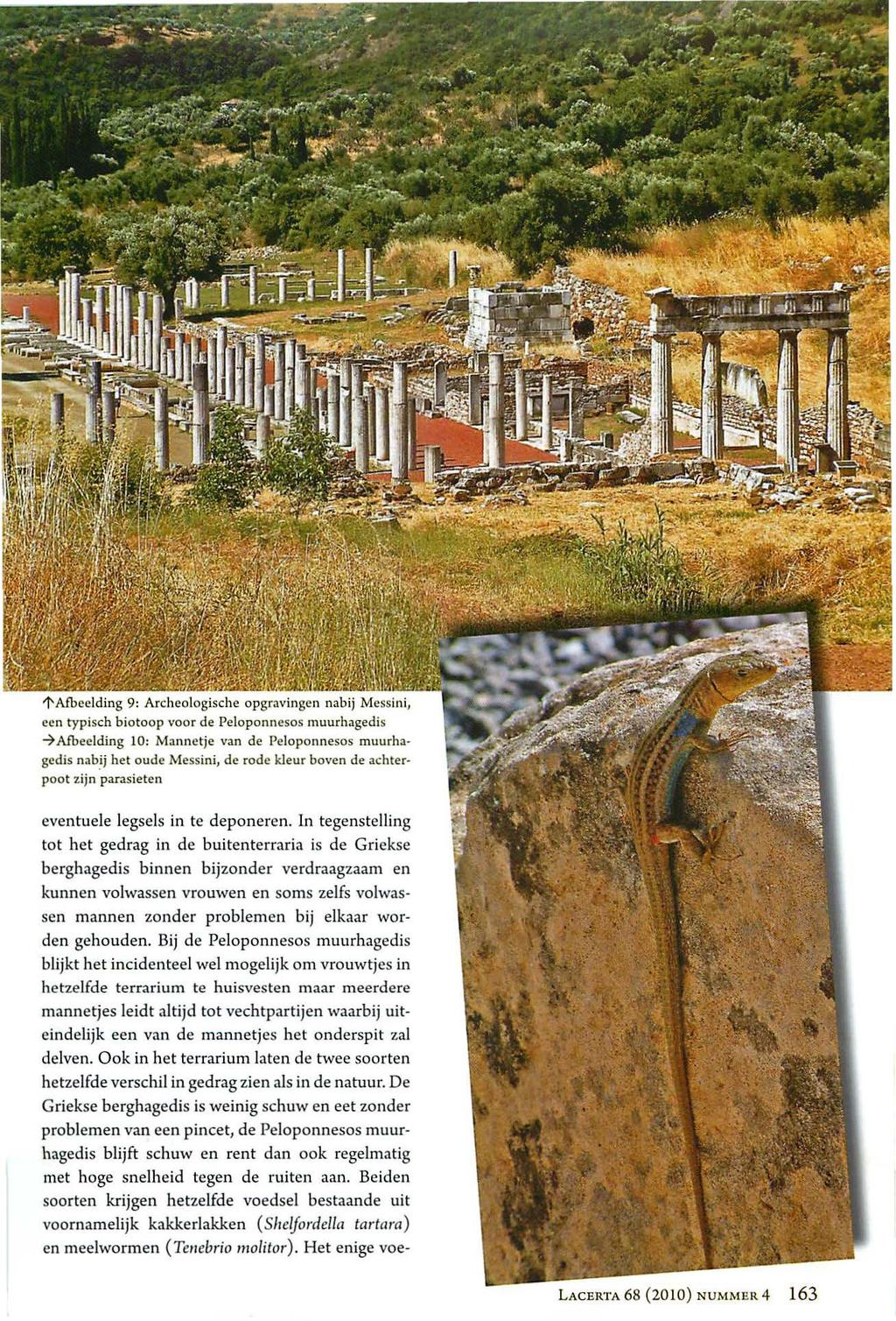 1' Afbeelding 9: Archeologische opgravingen nabij Messin i, een typisch biotoop voor de Peloponnesos muurhagedis 7Aibeelding 10: Mannetje van de Peloponnesos muurhagedis nab.