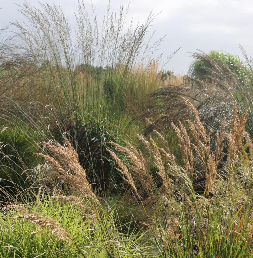 Grassentuin materialenspecificatie TOTALE TUINOPPERVLAKTE = 52,5m2 achterom