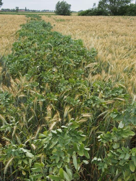 Winterveldbonen Met een gemiddelde opbrengst van 10,0 ton/ha waarvan een kwart veldboon, bevestigen de winterveldbonen in combinatie met triticale hun teeltpotentieel voor een meer eiwitrijke