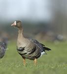 nijlgans Canadese gans winter