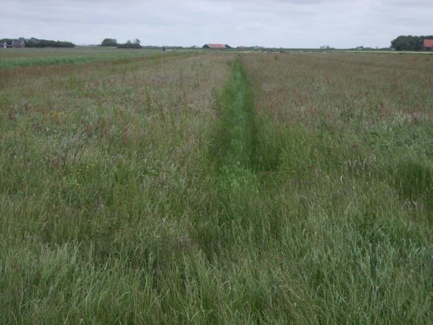 Resultaten Neerslag Te verwachten is dat het effect van greppel plas dras op weidevogels afhangt van de hoeveelheid neerslag die er in het voor jaar valt.