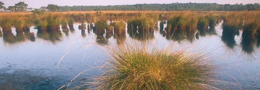 blad. J u l i 2 0 0 5 7 N i e u w s b r i e f v a n d e S t i c h t i n g K e m p e n s L a n d s c h a p v z w Landschapsdag en Landschapsprijs 2006 Een woord vooraf Om te koesteren Inderdaad: 2006