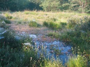 Afschaffing erfenisrechten voor bos- en natuurgebieden Een doekje voor het bloeden Op 4 februari van dit jaar kondigde Vlaams minister Dirk Van Mechelen aan dat er niet langer erfenisrechten moeten