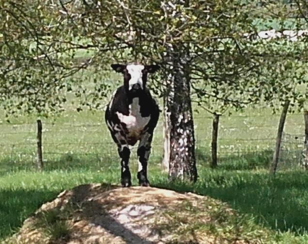 ? Op 4 mei worden de schapen weer geschoren.