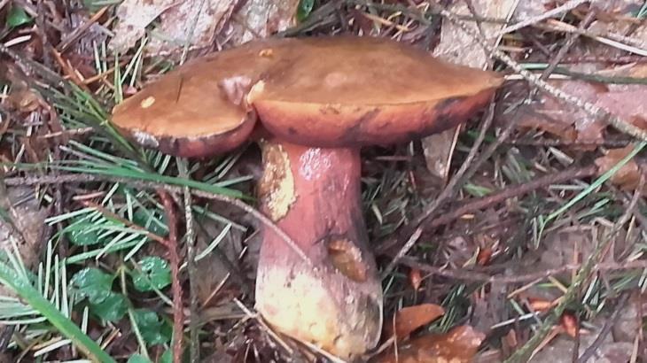 Ook krijgen de fruitbomen er van langs. Veel vruchten zullen we niet hebben dit jaar.