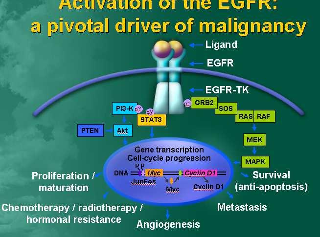 EGFR als target EGFR komt tot overexpressie op diverse tumoren waaronder NSCLC Excessieve EGFR activiteit leidt tot ongecontroleerde celdeling (kanker) EGFR activeert diverse signaaltransductie