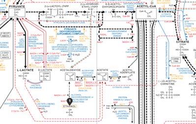 Respiratie proces Principe van DCS