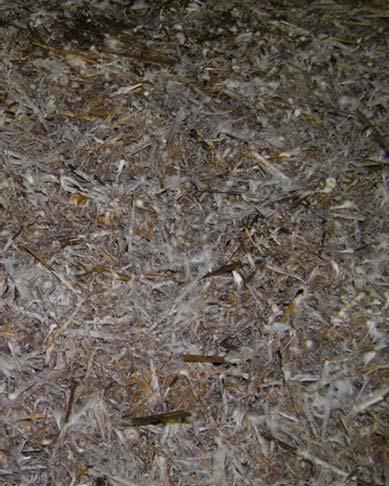 Vlucht 1 C ehandeling 4: ruin ras van Mycelia b.v.; broed gemaakt op millet graan. : Doorgroeiing strosubstraat 15 dagen na het enten. Stro is goed doorgroeid.