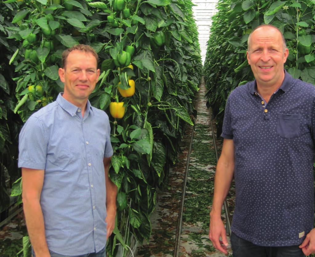 peppernews News from the Enza Zaden pepper crop team 15 juni 2017 Met de productiviteit van Gialte zit het wel goed Arthur Zwinkels en Frank van der Spek In Bleiswijk staat kwekerij De Hooge Woert.