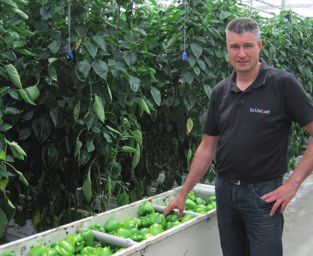 Frazier gedijt het beste op een 4-stengelsysteem Johan van der Burg teelt al ruim 18 jaar groene paprika s. Momenteel op 3,1 hectare in Est.