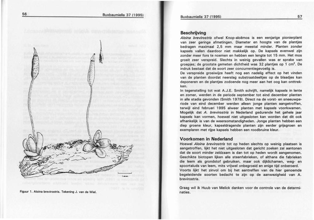 56 Buxbaumiella 37 119951 Buxbaumiella 37 (1995) 57 ~f!. I',I 'I '1\:\I\\\\, Beschrijving Aloina brevirostris ofwel Knop aloèmos is een eenjarige pionierplant van zeer geringe afmetingen.