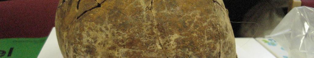Van de vondsten noemen we twee uiterst zeldzame La Tène fibulae uit de 4 e eeuw voor Chr.