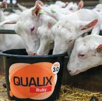 PRODUCTEN Qualix Ruby Optimaliseert de groei en vruchtbaarheid Problematiek Onvoldoende groei: verlaagde potentiële productie van melk en vlees Slechte vruchtbaarheid / lange tussenkalftijd Beperkte