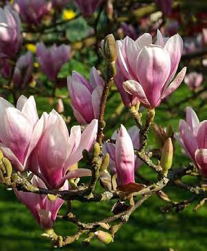 met hun uitbundige bloei Magnolia soulangeana Meerstammige Beverboom