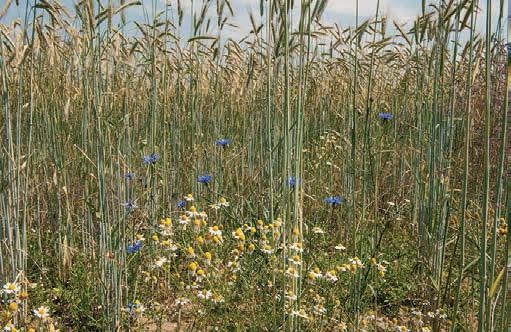 20 Erfgoed als inspiratie buiten het GLB De natuur- en belevingswaarden van dit soort akkers nemen sterk toe bij het inzaaien van akkers met dit soort bloemen.