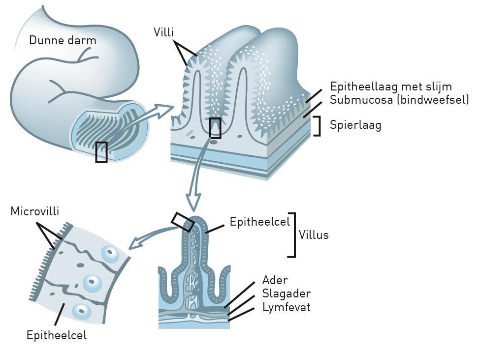 Inleiding op de darmwerking en probiotica T.GD.00 Voor een goede weerstand is een veelgebruikte motivatie voor het gebruik van voedingssupplementen [1].