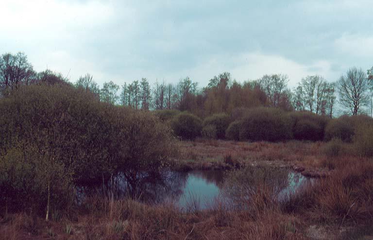 Inventarisatie van de landslakken van Noord-Brabant 35 Deroceras laeve kleine akkerslak Aantal km-hokken: 19; aantal waarnemingen 20 Rode lijst: thans niet bedreigd Dat Deroceras laeve relatief