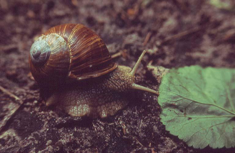 Inventarisatie van de landslakken van Noord-Brabant 45 Helix pomatia wijngaardslak Aantal km-hokken: 0; aantal waarnemingen 0 Rode lijst: kwetsbaar In het bestand van het Atlasproject Nederlandse