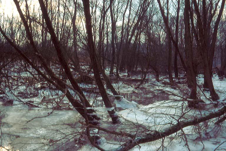 64 Boesveld 2005 Pseudotrichia rubiginosa oeverloofslak Aantal km-hokken: 2; aantal waarnemingen 2 Rode lijst: bedreigd Het leefgebied van Pseudotrichia rubiginosa in Nederland betreft vrijwel