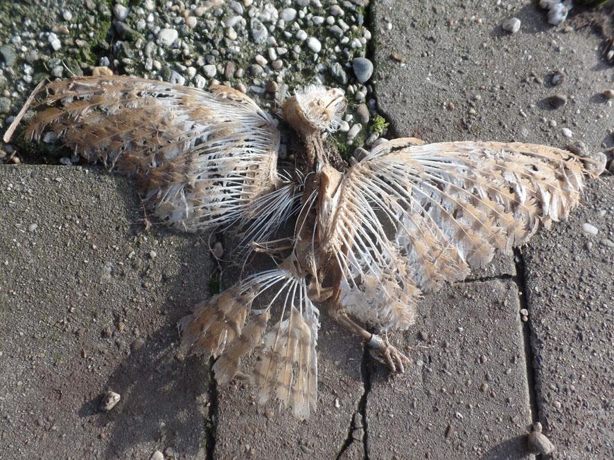 Alle vogels zijn beschermd in het kader van de Flora- en faunawet. De nesten van alle vogels zijn tijdens het broedseizoen beschermd en mogen niet verontrust worden.