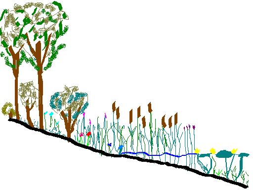 In onderstaande figuur is een oever weergegeven waarin alle vegetatietypen voorkomen: 5 4 3 2 1 1. Ondergedoken waterplanten, zoals fonteinkruiden, gedoornd hoornblad en waterranonkels; 2.