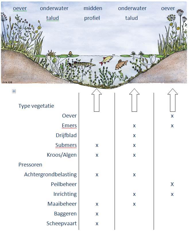 Voor de beoordeling van de groeivormen wordt onderscheid gemaakt in meerdere soorten groeivormen: emers, submers, drijvend, flab, kroos en oever.