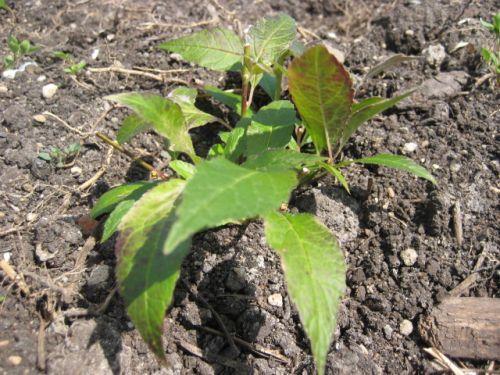 Ilex plantgoed (p9) moet zoveel mogelijk getopt worden, dit kan tot half augustus: 1 e jaars lengte heeft weinig nut en u wilt zoveel mogelijk takken klaar hebben staan voor volgend jaar, dan wilt u