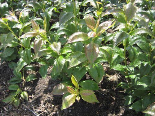 hergroei Magical Berry in het 2 e jaar met meestal 6-9 tak na 2 x toppen RUBUS Let op bladvlekkenziekte in de Rubus, spuit preventief met Ortiva of Folicur als u geen residu wilt.